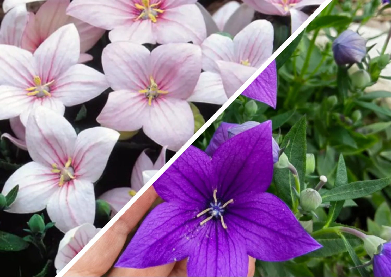 Які багаторічники краще не чіпати восени