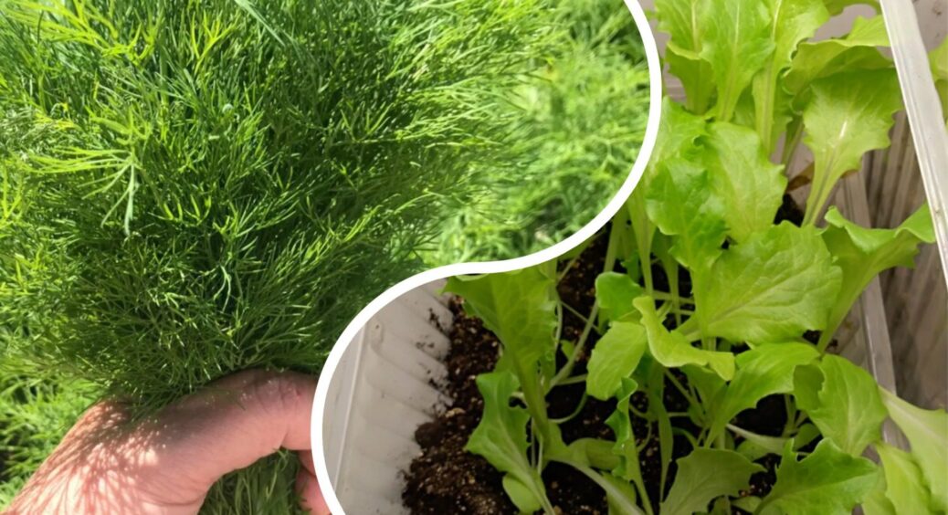 У магазині така зелень коштує 150 грн, а я вирощую 3 пучки на підвіконні за тиждень – трюк простий як двері 