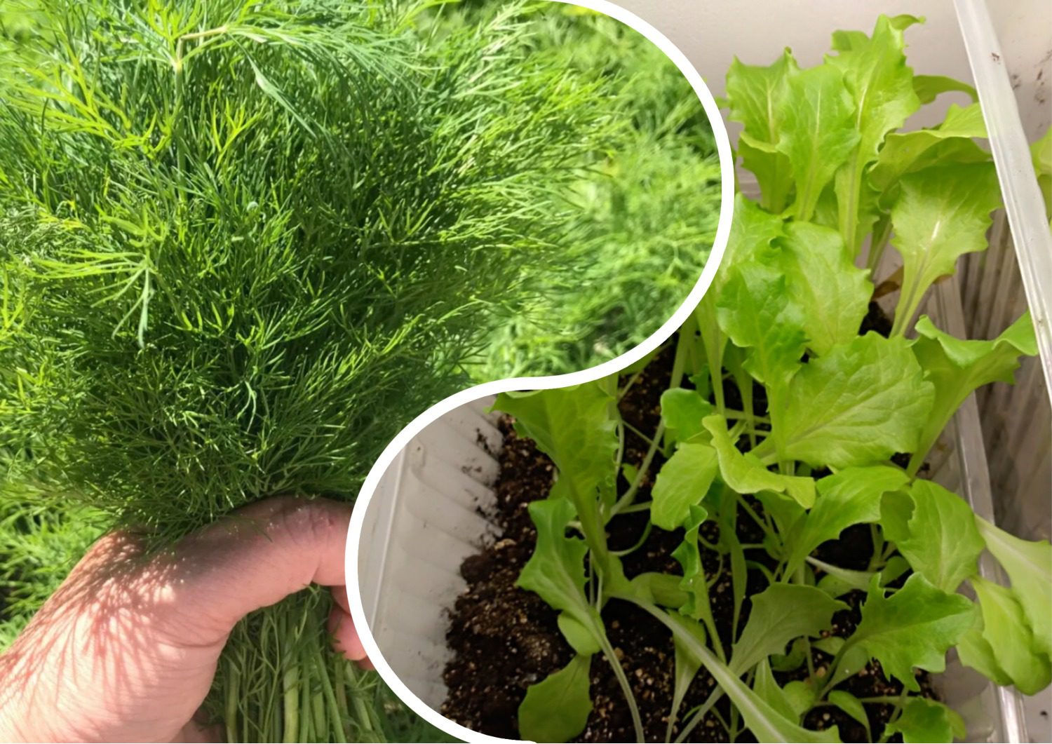 Як виростити зелень на вікні