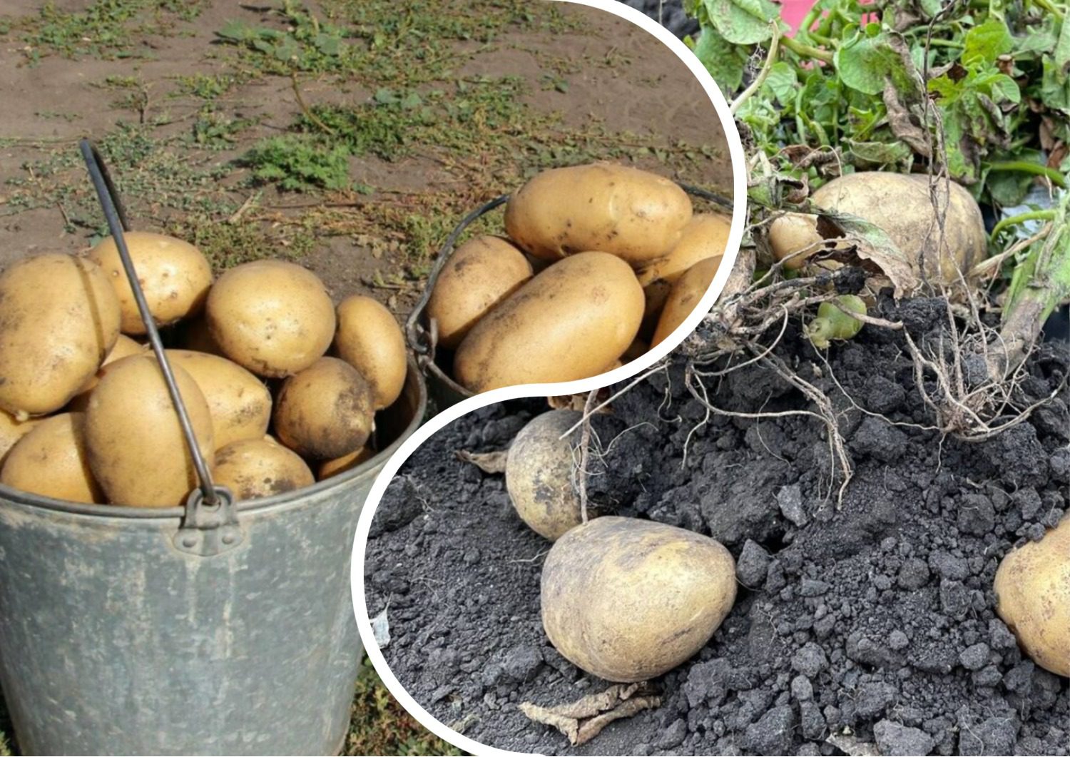 Городники розповіли, в які дати краще збирати картоплю у вересні 