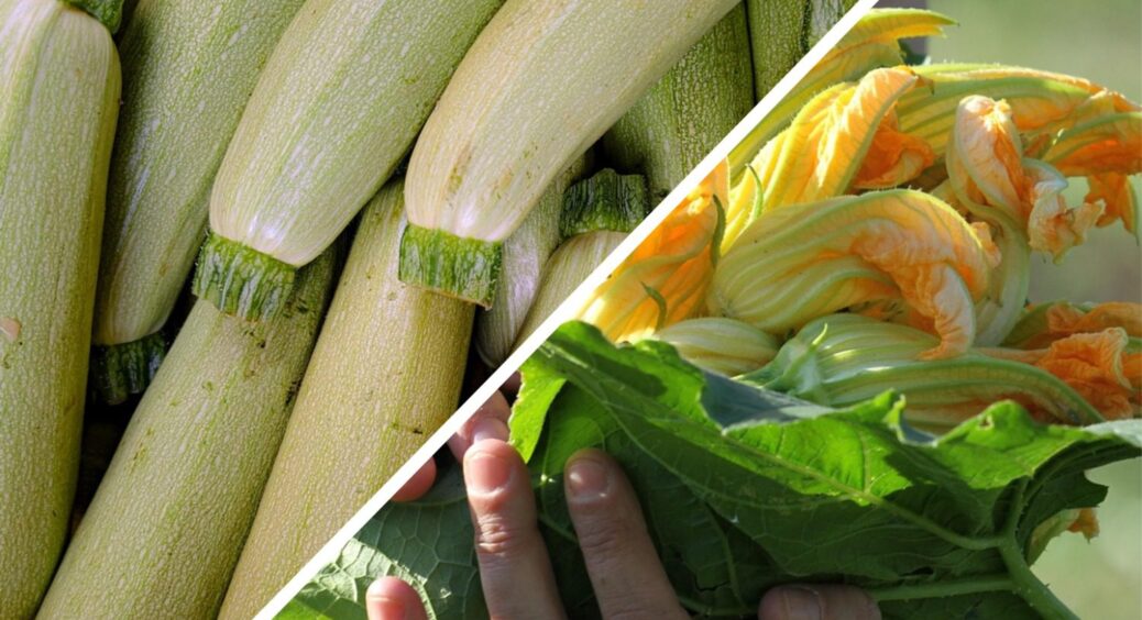 По 8 місяців тримаю свіжі кабачки без погреба та морозилки: “дідівський” спосіб працює навіть у квартирі! 