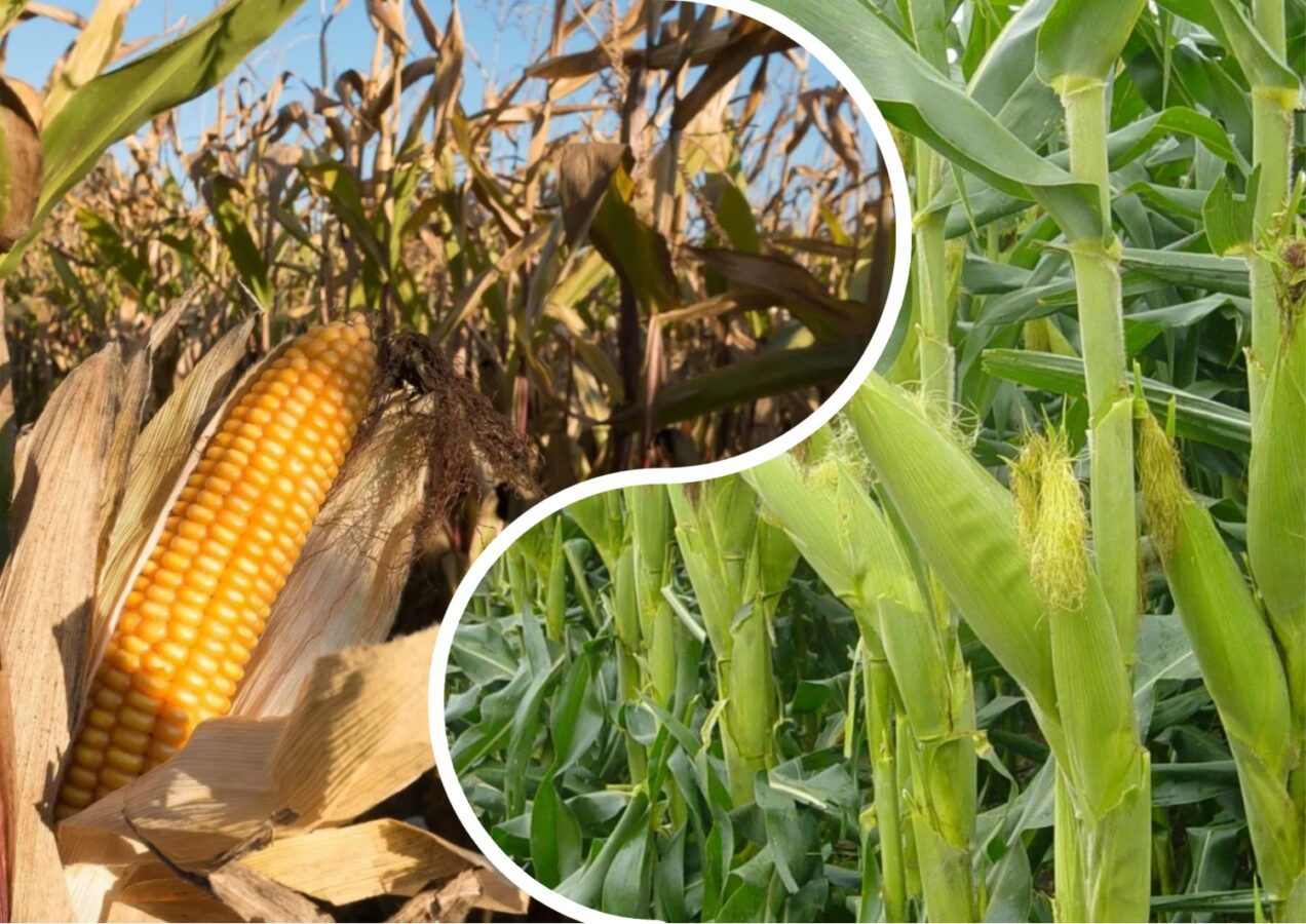 Де в Україні найкраще вирощувати кукурудзу