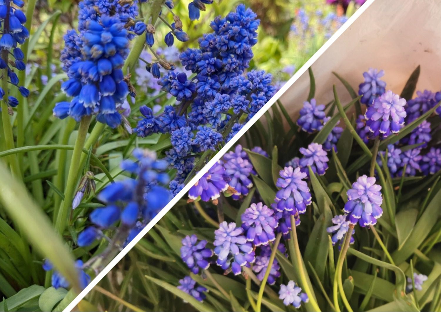 Яку квітку посадити восени