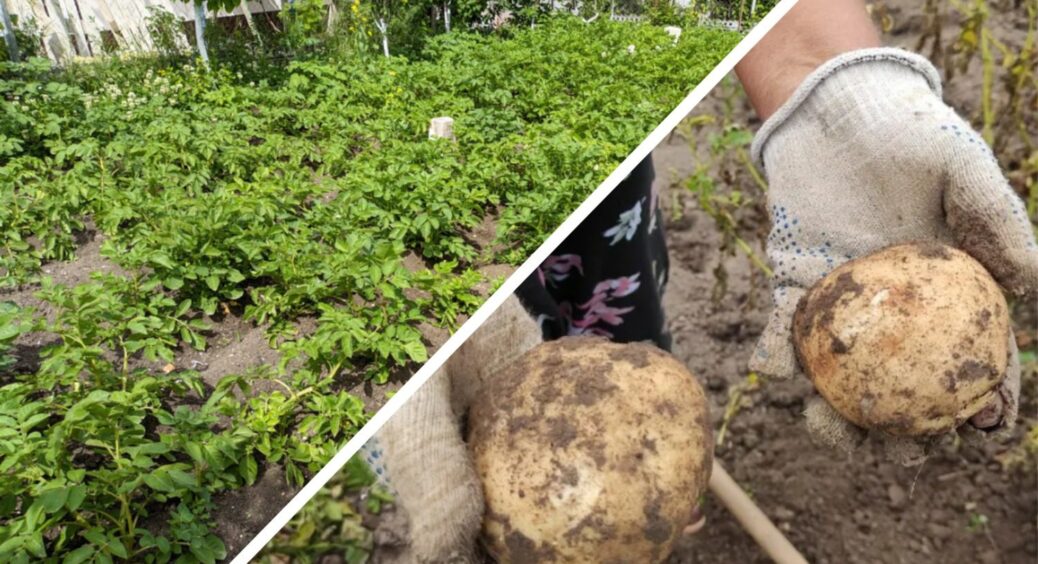 Збираю щедрий урожай з 2 грядок замість 5 соток: “дідівський” метод із картоплею економить 80% сил і місця 