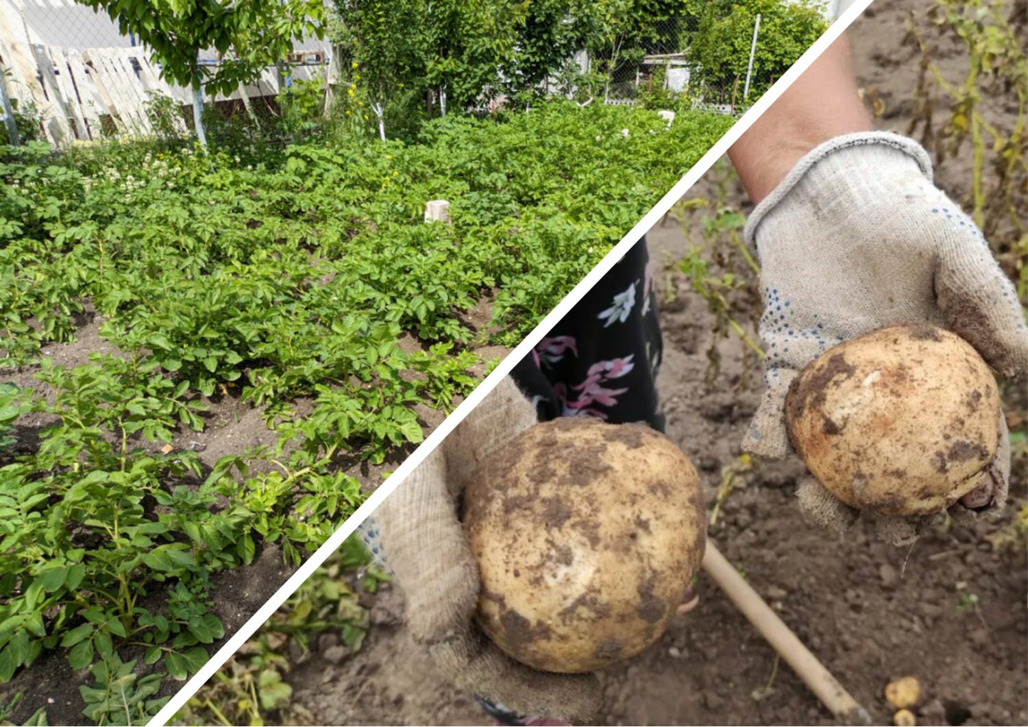 Як покращити смак картоплі та підвищити врожайність