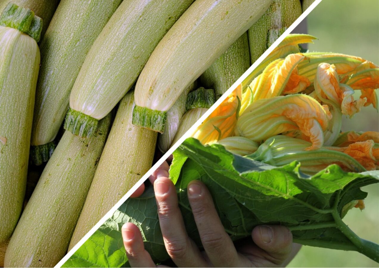 Як правильно зберігати кабачки у квартирі