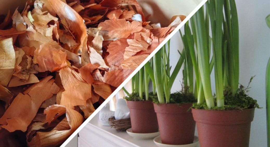 Не сміття, а золото: шкірки бульби, цибулі та бананів бережу як зіницю ока – несу в сад і біди собі не знаю 