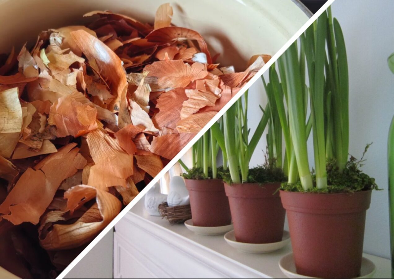 Як приготувати добриво з овочевих залишків