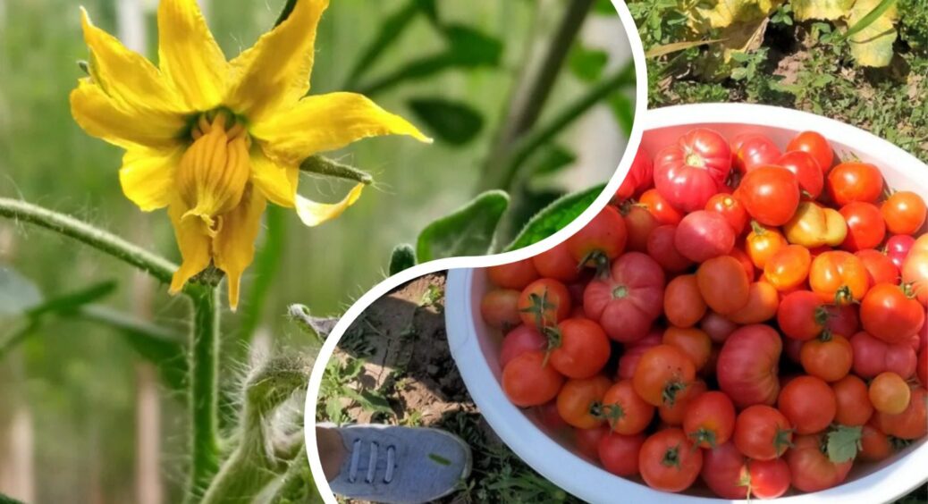 Обираю перевірені томати за методом куми-агронома з 1990-х років: гарантований урожай по 22 кг з “квадрата” 