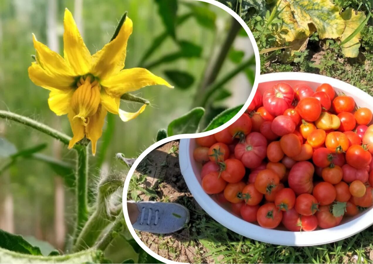 Які сорти томатів дають найкращий урожай