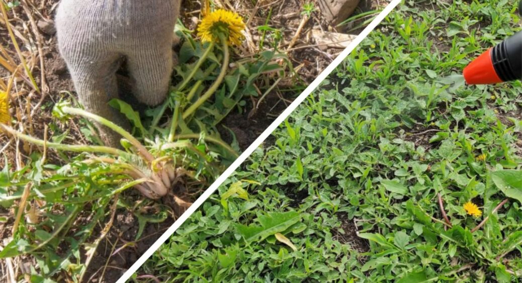 Позбулась від “агресивних” рослин за 1 обробку у вересні: забула про нестерпну боротьбу на 5-7 років 