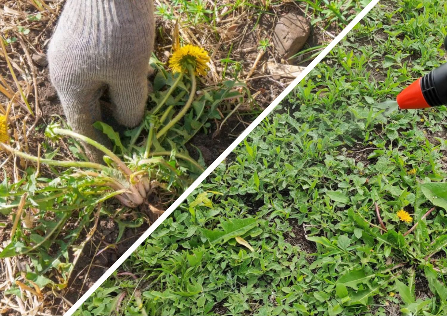 Експерти розповіли, як знищити проблемні бур'яни на городі