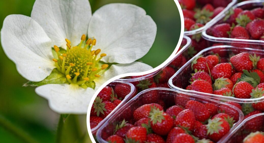 Витратила 3 копійки, а зміцнила полуницю на ура! Ягоди виростають більшими за магазинні на 60% 