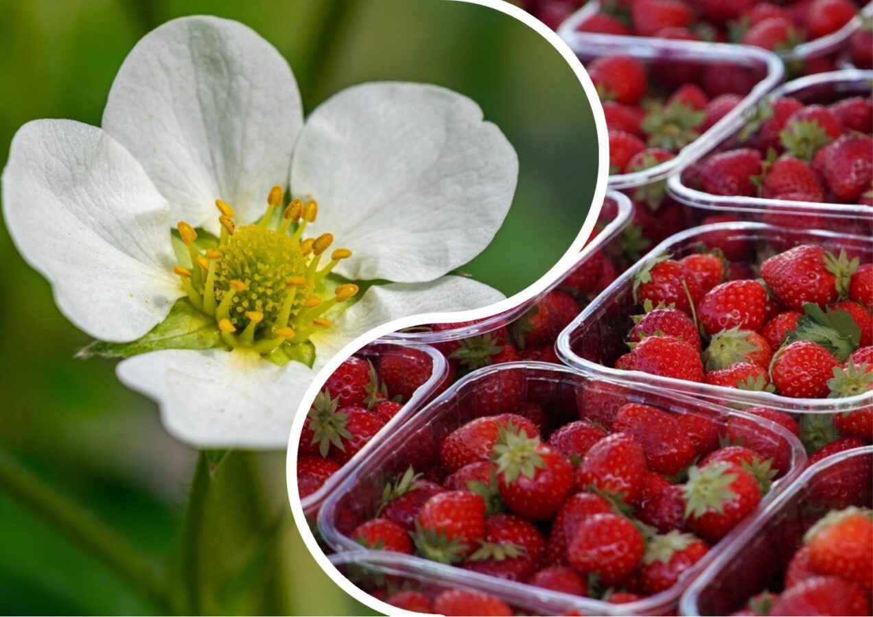 Як покращити врожайність полуниці осіннім добривом