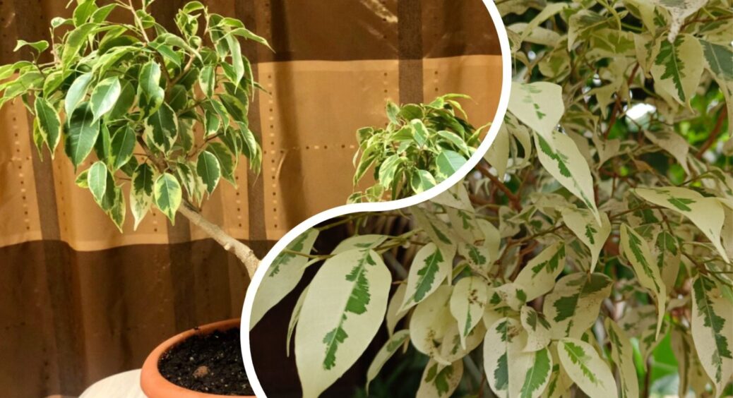 Через 3 дні після підживлення настоєм з кропиви фікус ожив: озеленіння у 2 рази більше, ніж торік 