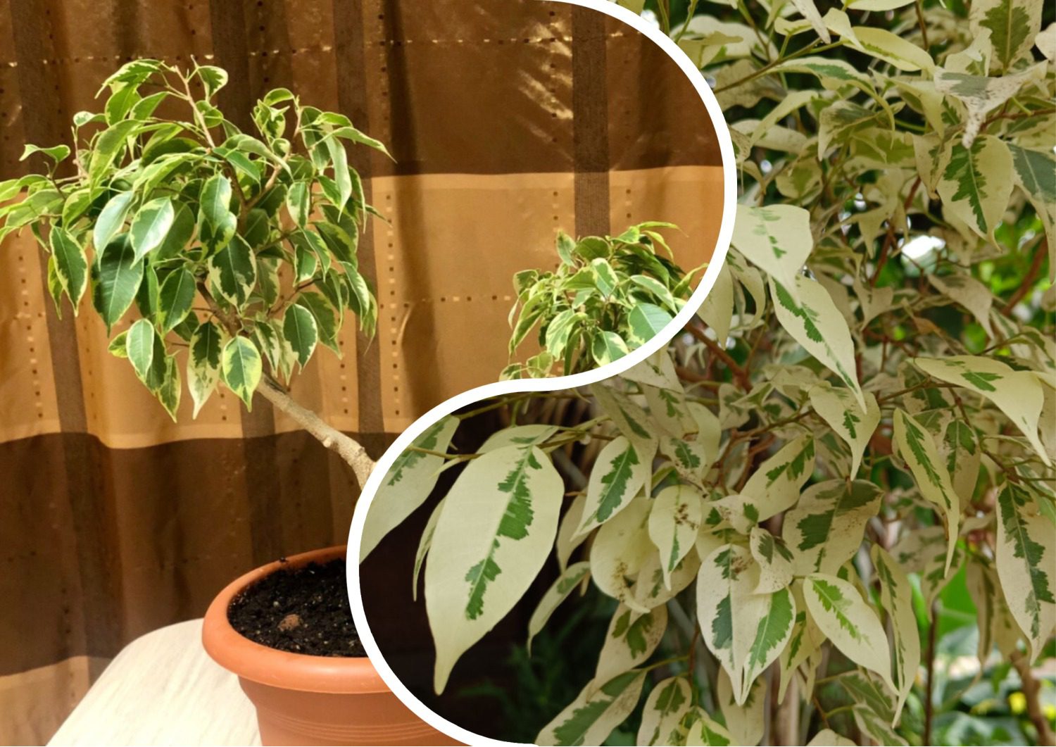 Квітникарі розповіли, навіщо підживлювати фікус настоєм з кропиви