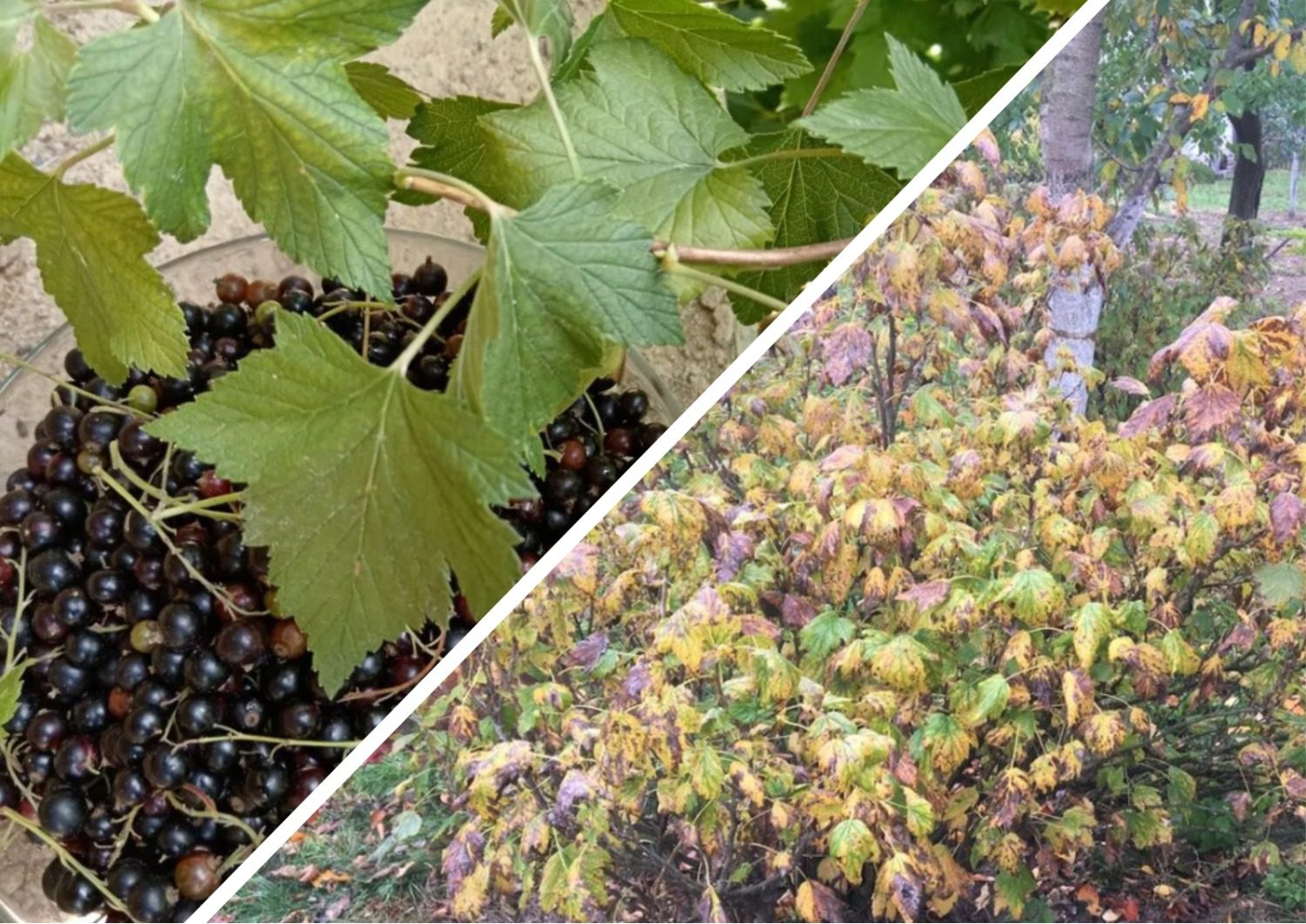 Як удобрити смородину восени