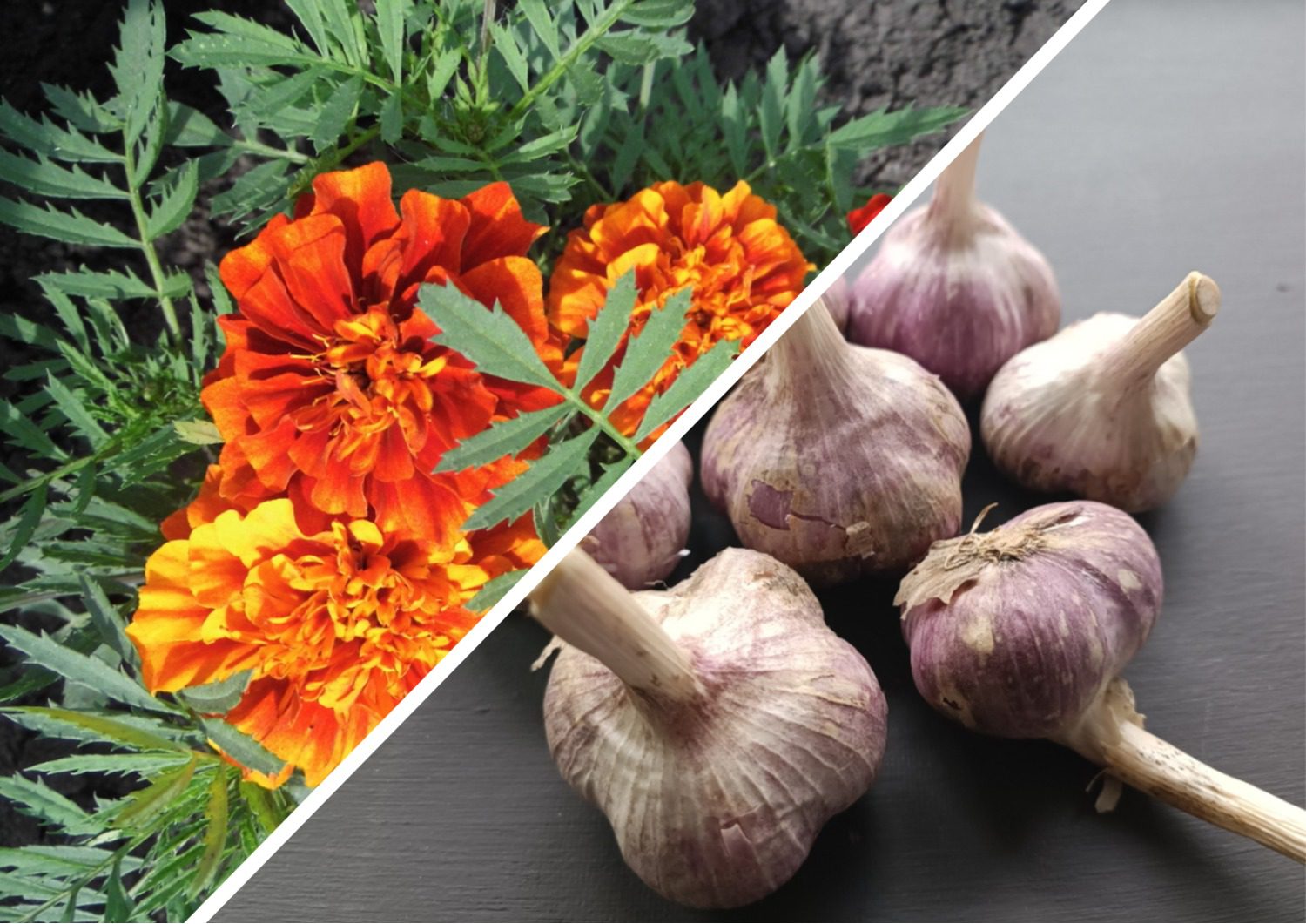 Як використовувати чорнобривці для удобрення