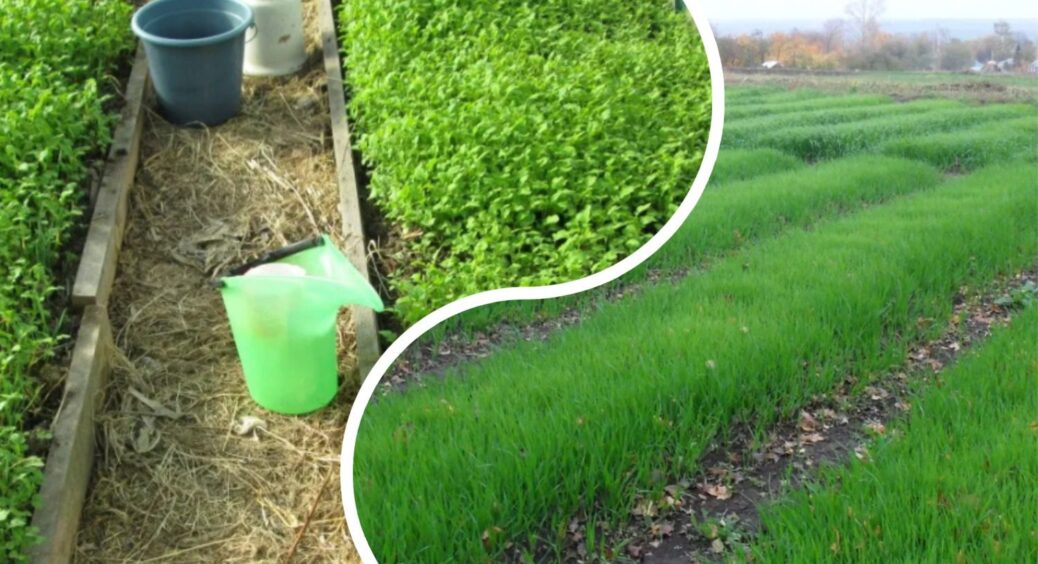 Замість 10 кг суперфосфату і 100 кг перегною обираю цю 1 рослину: не гірчиця чи фацелія – корисніша в 2 рази 