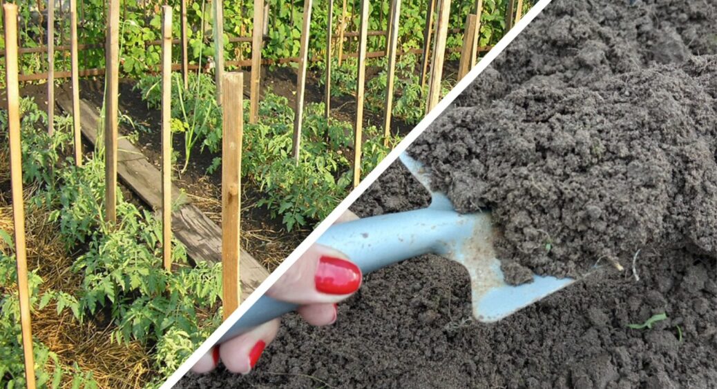 Після збору томатів – першим кроком: 3 ложки на 10 літрів води, аби забути про фітофтору та шкідників 