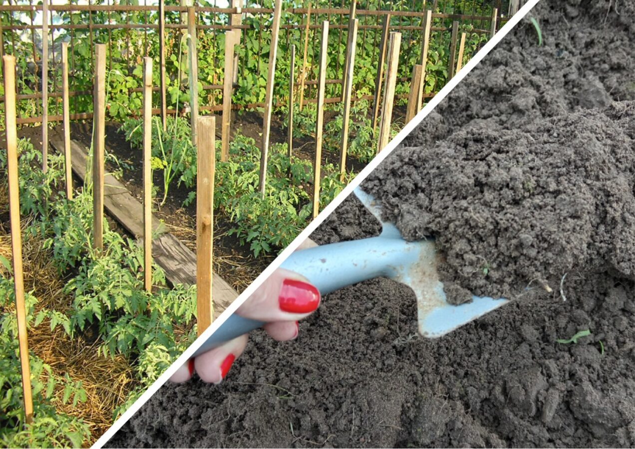 Як відновити ґрунт після фітофтори томатів