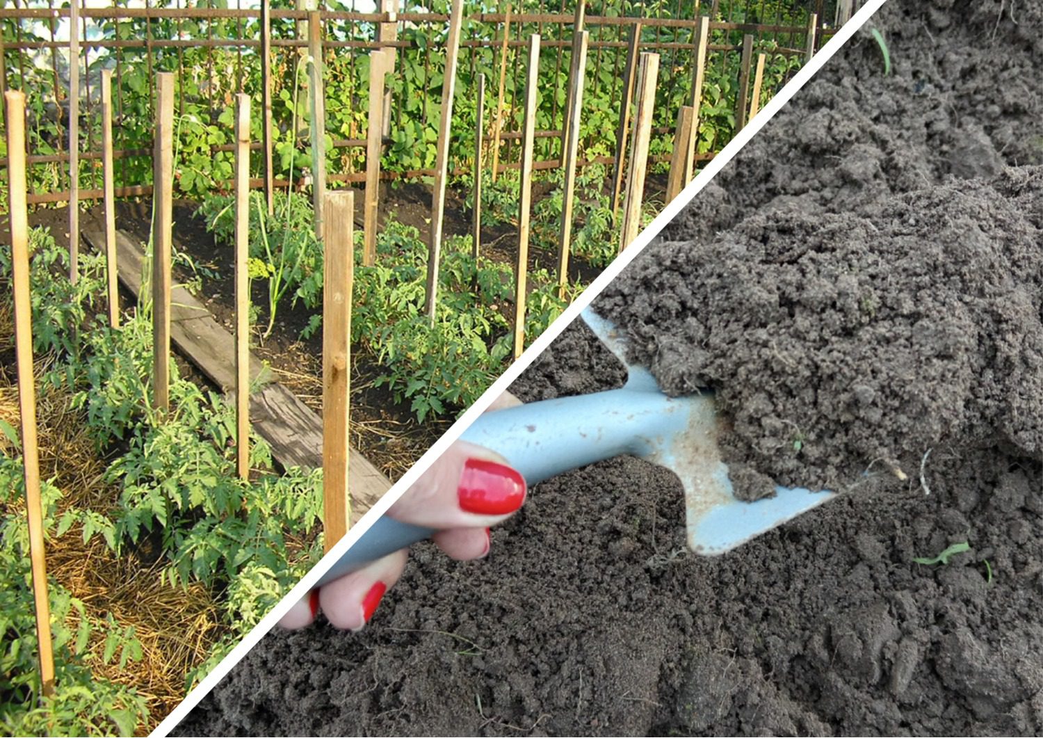 Як відновити ґрунт після фітофтори томатів