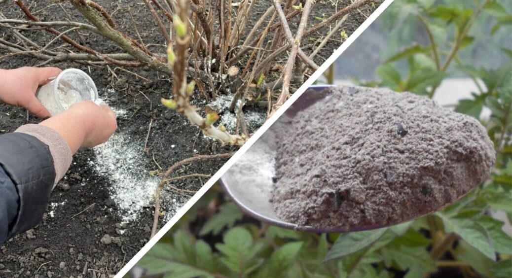 Золу сиплю не під корінь! 1 популярна помилка робить “мінус 10 кг врожаю”: єдина правильна схема удобрення 
