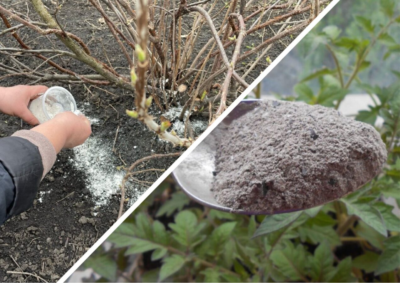 Як правильно використовувати золу на грядці