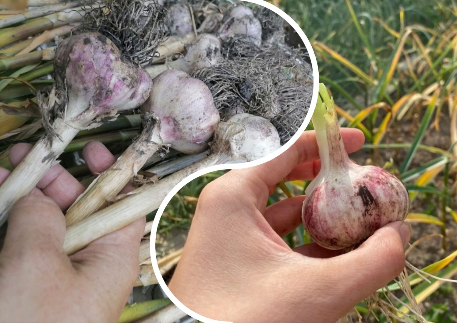 Де краще не вирощувати озимий часник