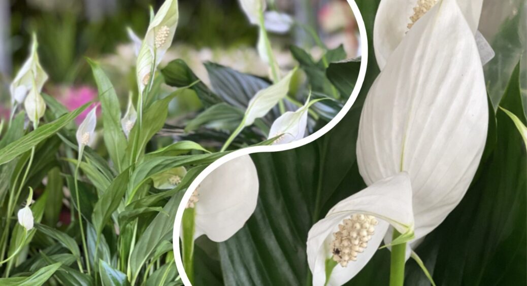 1 раз у 10 днів роблю “це” – і спатифілум цвіте вже у жовтні: забула про поради, які “ламають” квітку 