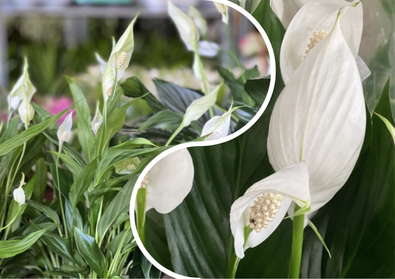 Квітникарі розповіли, як врятувати засихаючий спатифілум