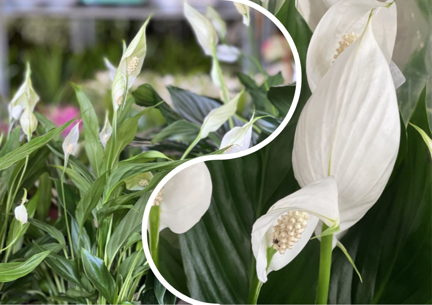 Квітникарі розповіли, як врятувати засихаючий спатифілум