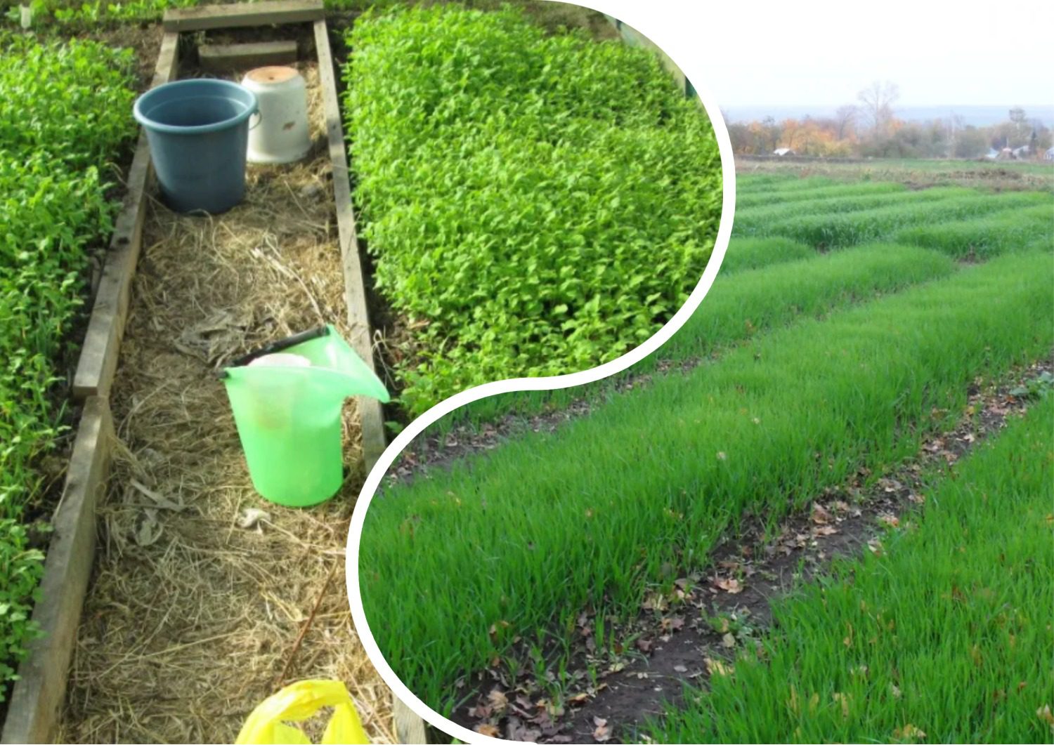 Як покращити структуру ґрунту сидератами