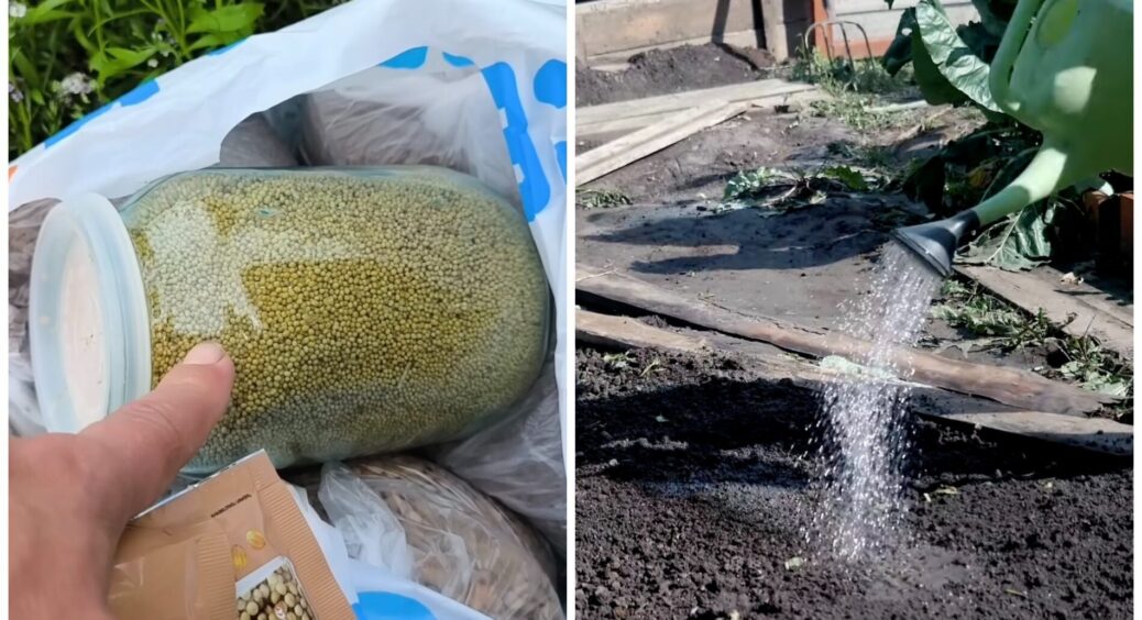 На грядки після томатів кидаю 1 “живу” жменьку – земля стає як чорнозем і дає плодів стільки, що КАМАЗу мало 