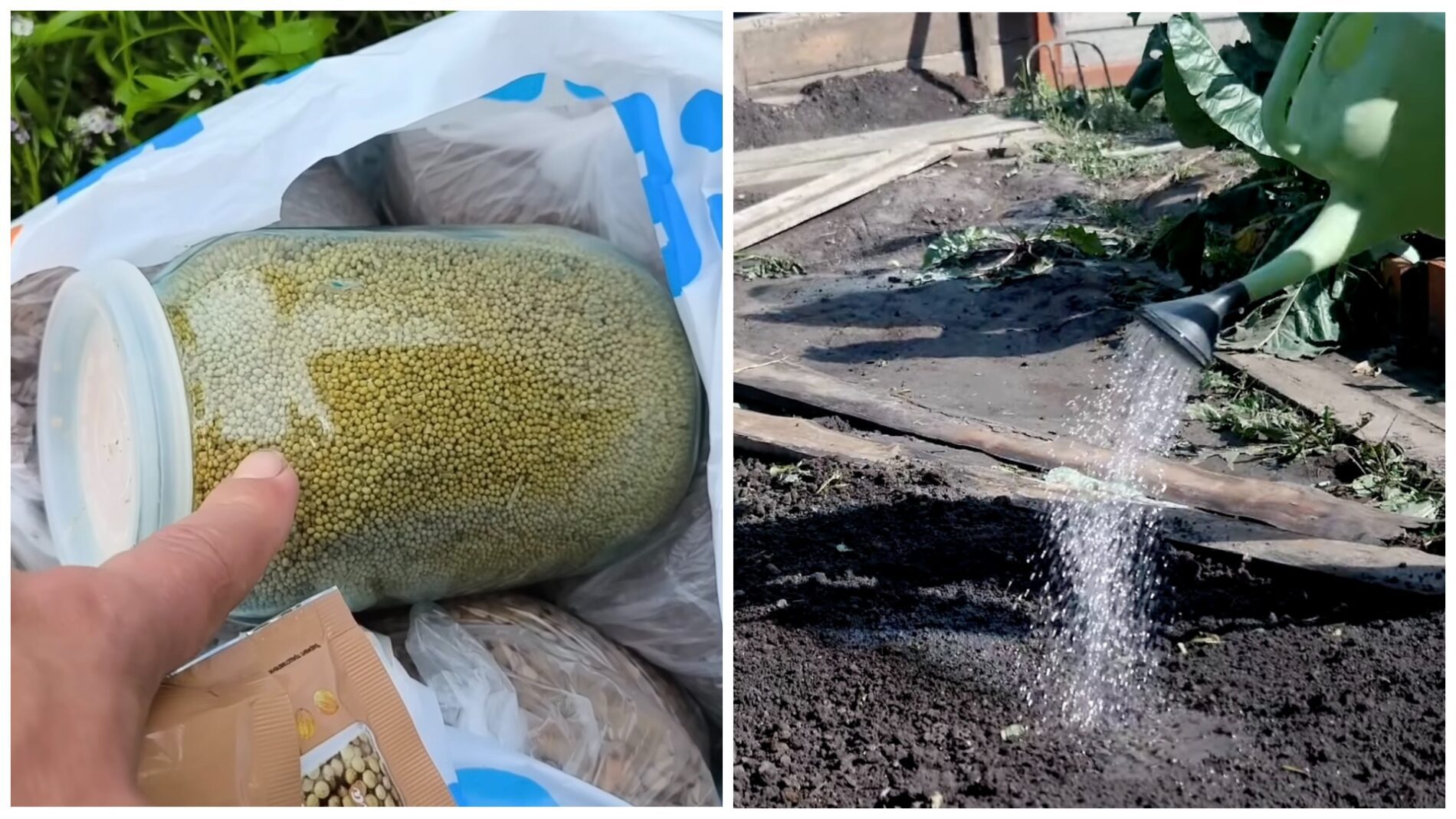 Городники розповіли, що посіяти одразу після збору врожаю