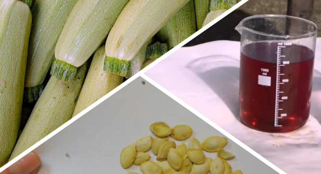 Зібрала з 3 грядок кабачків – 50 кг урожаю, бо перед висаджуванням замочила насіння у звичайній марганцівці 