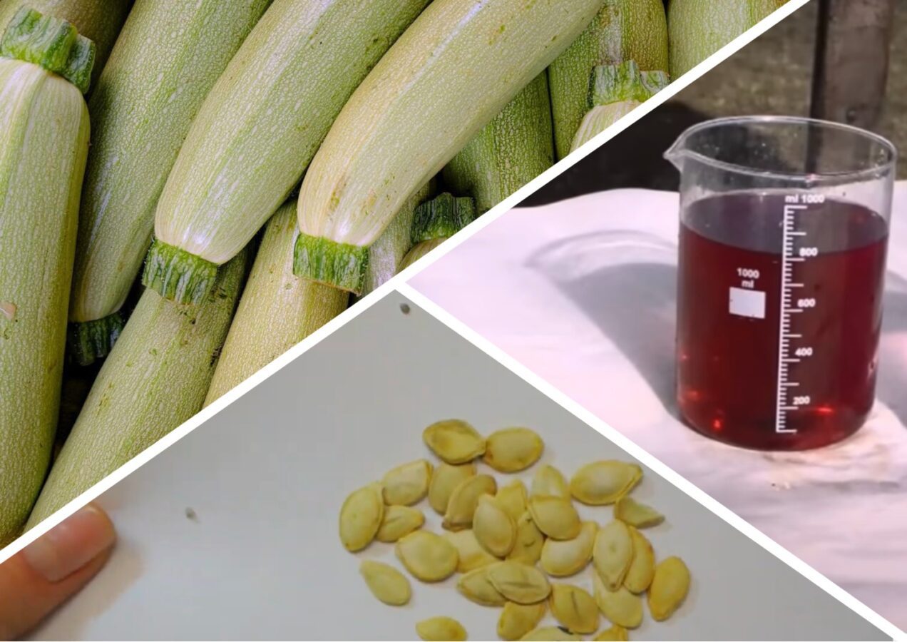 Городники розповіли, як підготувати насіння кабачків до посіву