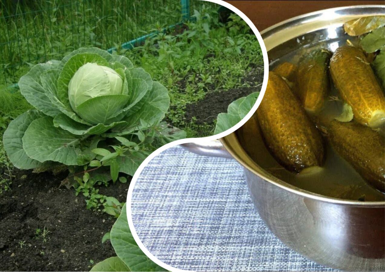Городники розповіли, як підживити капусту розсолом від квашених огірків