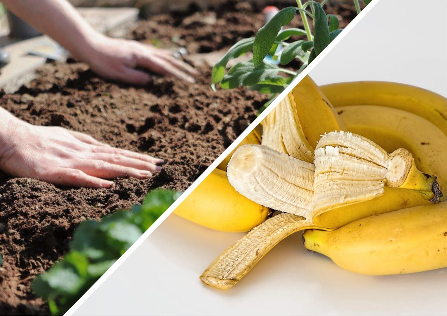 Городники розповіли, як використати банани з сіллю на грядках