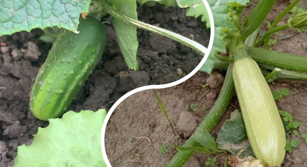 Огірки та кабачки родитимуть до перших морозів: оцет і перекис – ось спосіб, щоб продовжити плодоношення 