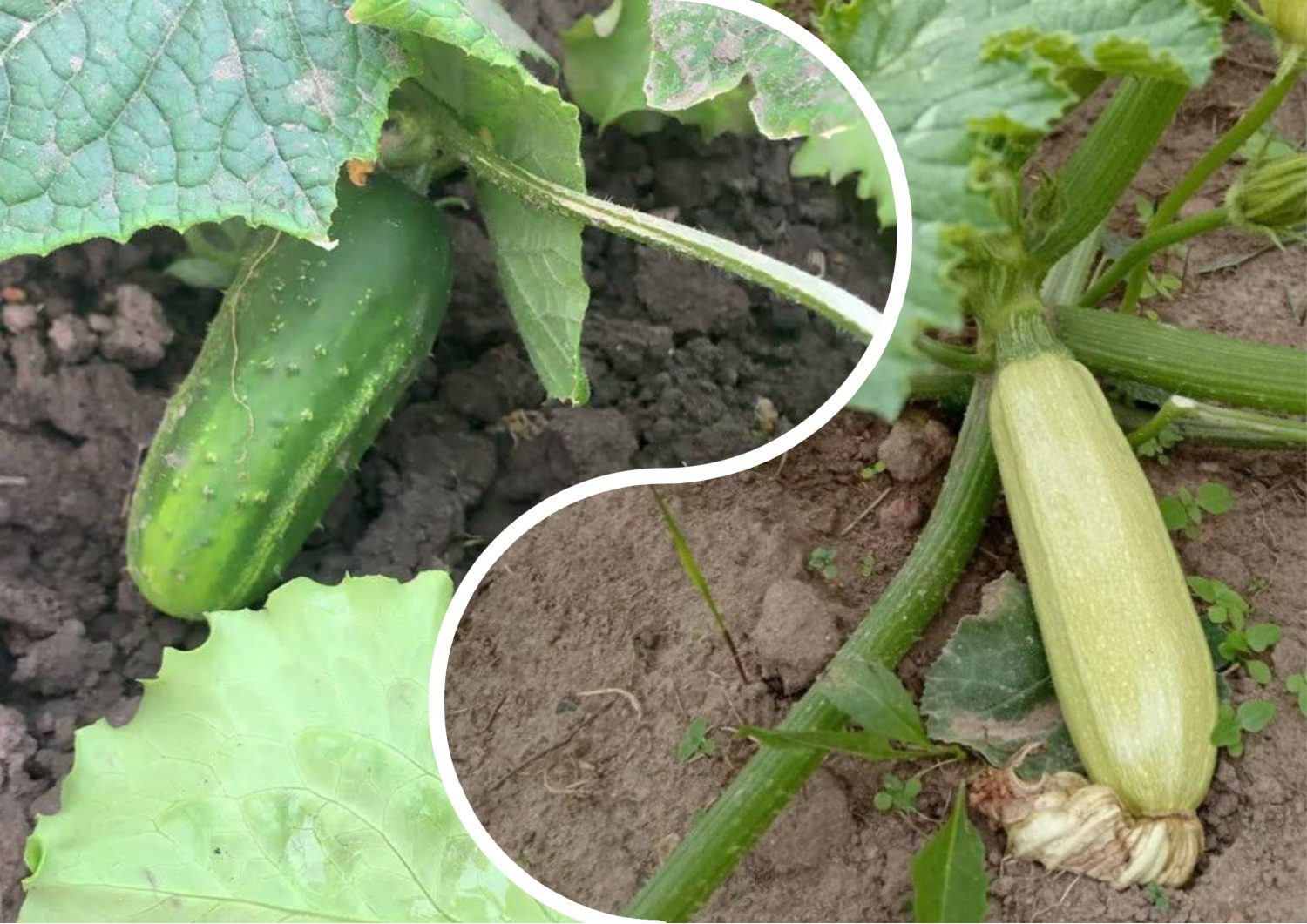 Городники розповіли, як продовжити плодоношення огірків й кабачків