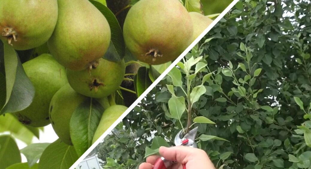 Обрізаю грушеві дерева восени за методом мого 92-річного дідуся – влітку на гілках висять справжні “гіганти” 
