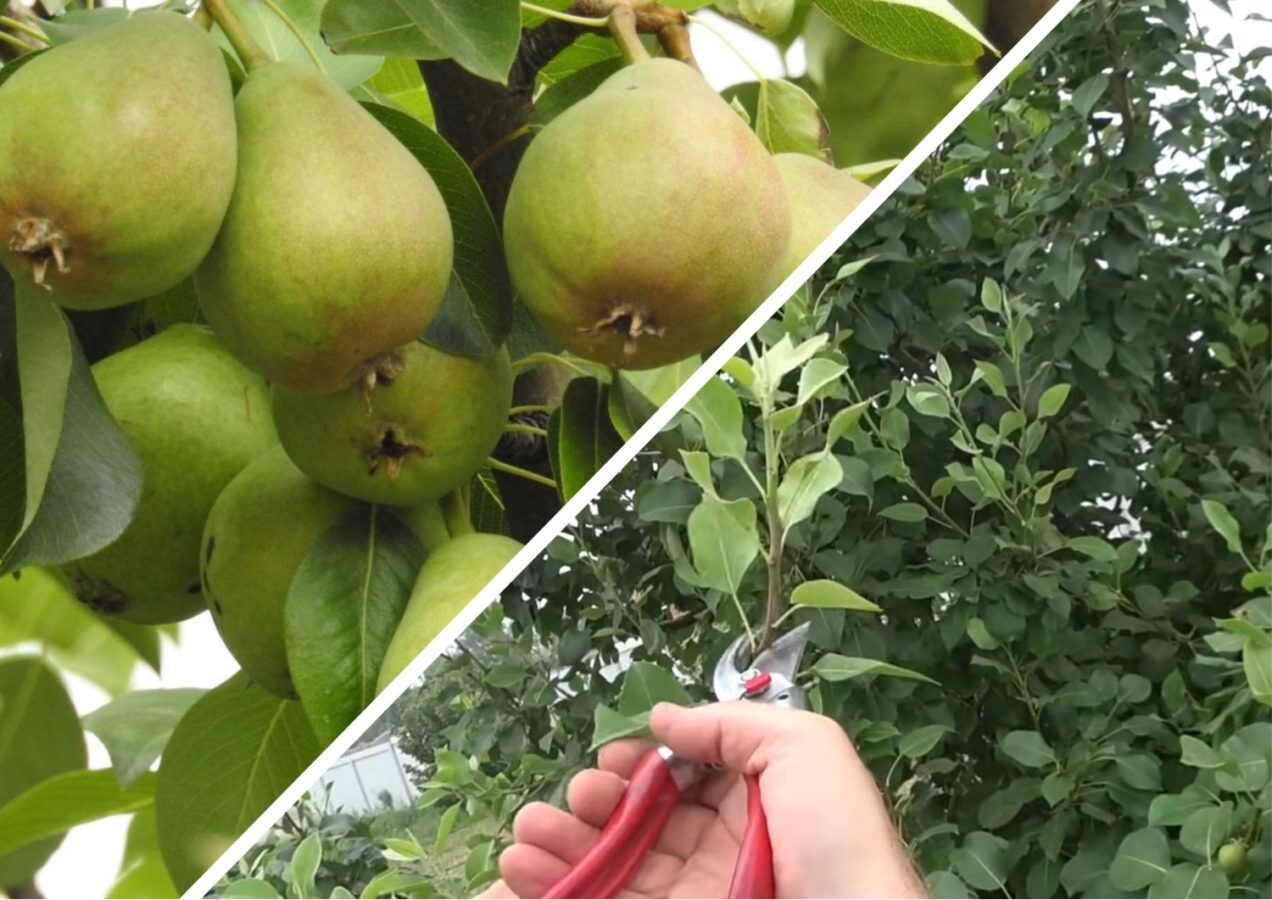 Садівники розповіли, як правильно обрізати грушеві дерева восени
