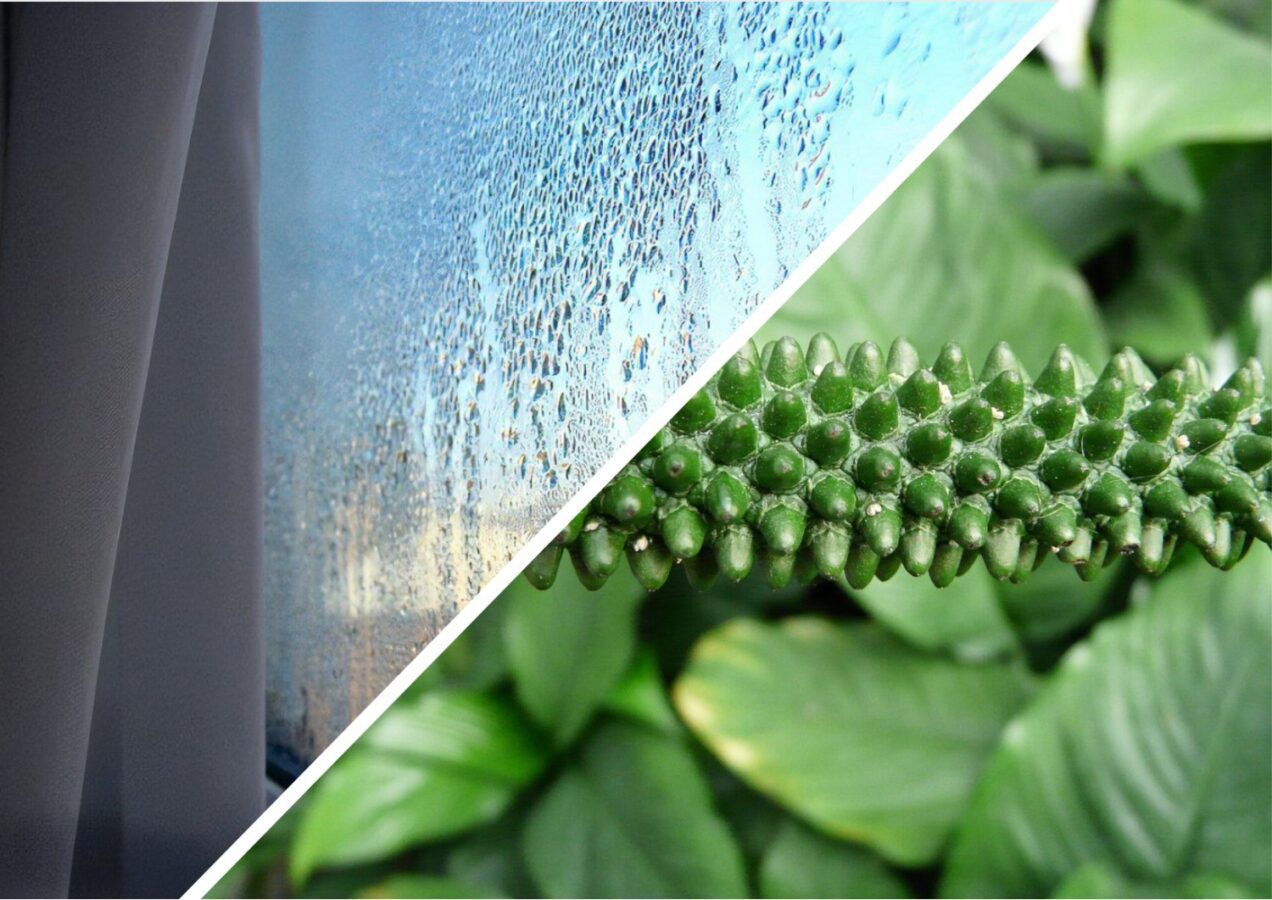 Квітникарі розповіли, яка рослина здатна зменшувати вологість повітря у кімнаті