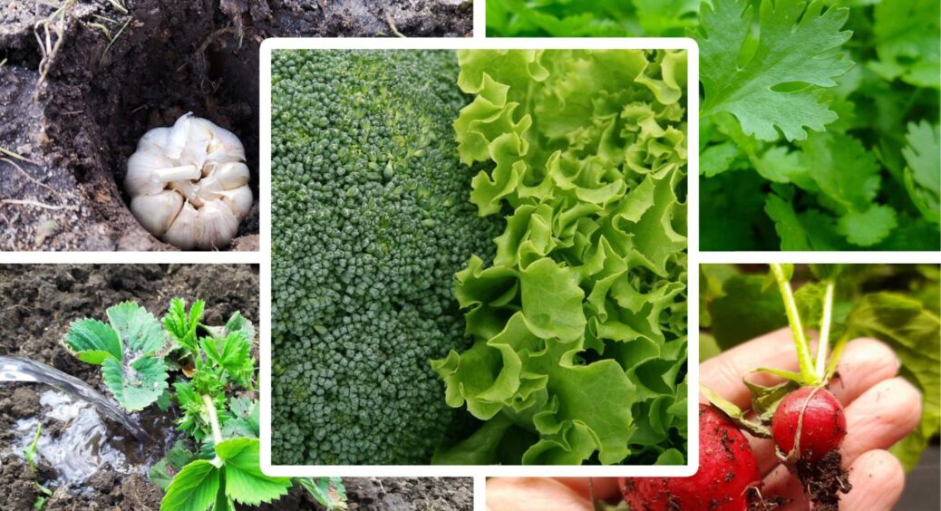 Ці 8 культур краще сіяти восени 2025 року: рівно через 213 днів маю в 5 разів менше клопоту і більше врожаю 