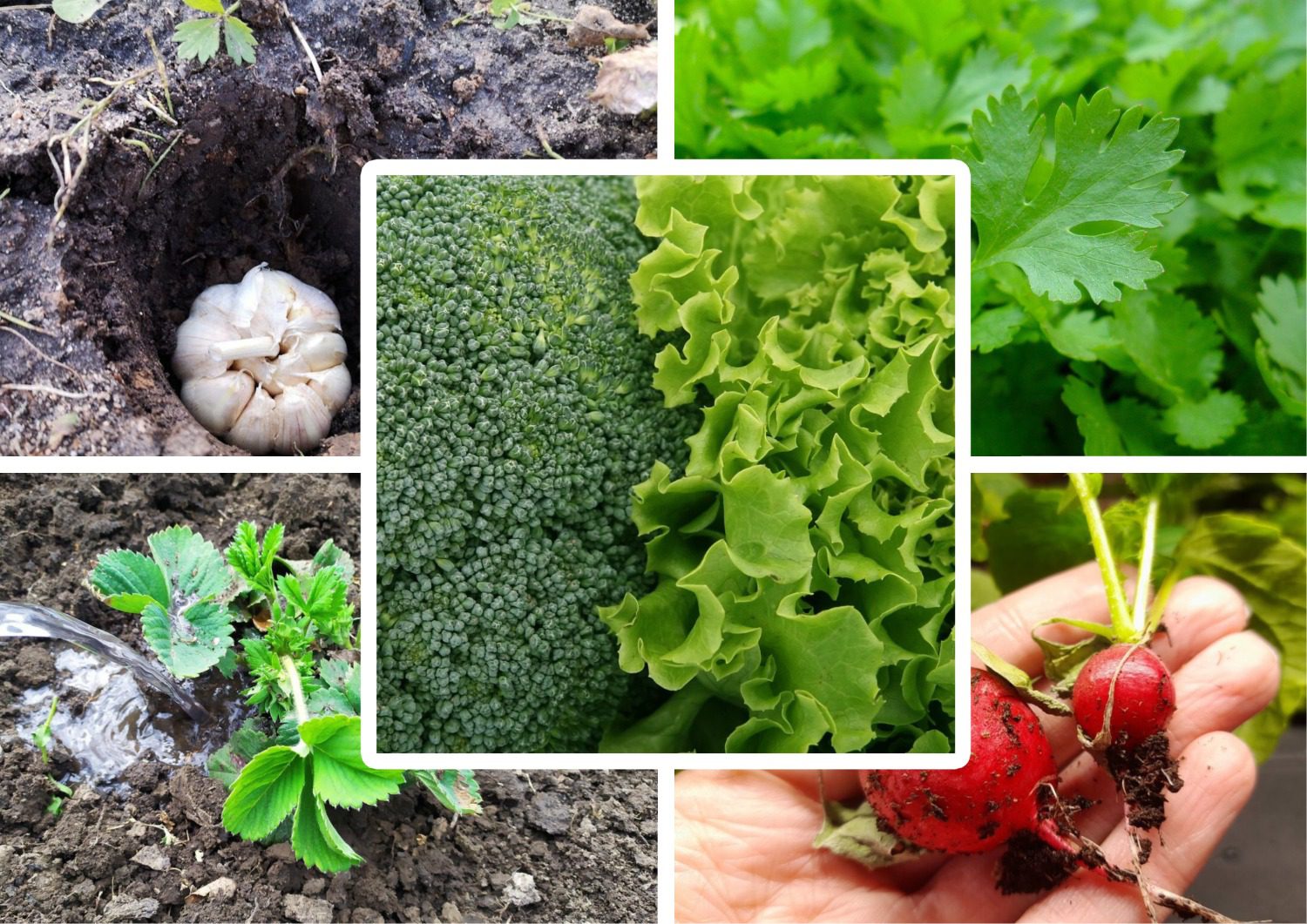 Городники розповіли, які культури варто сіяти вже зараз