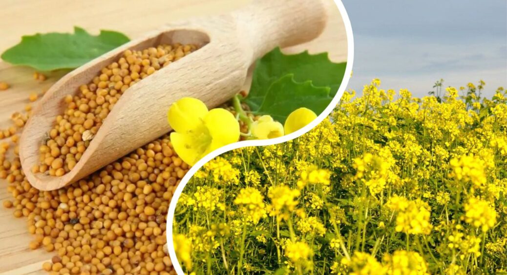 В Україні різко подешевшало насіння гірчиці: ціни “радують”, а тому купую цей 1 сидерат – і маю пухкий ґрунт 