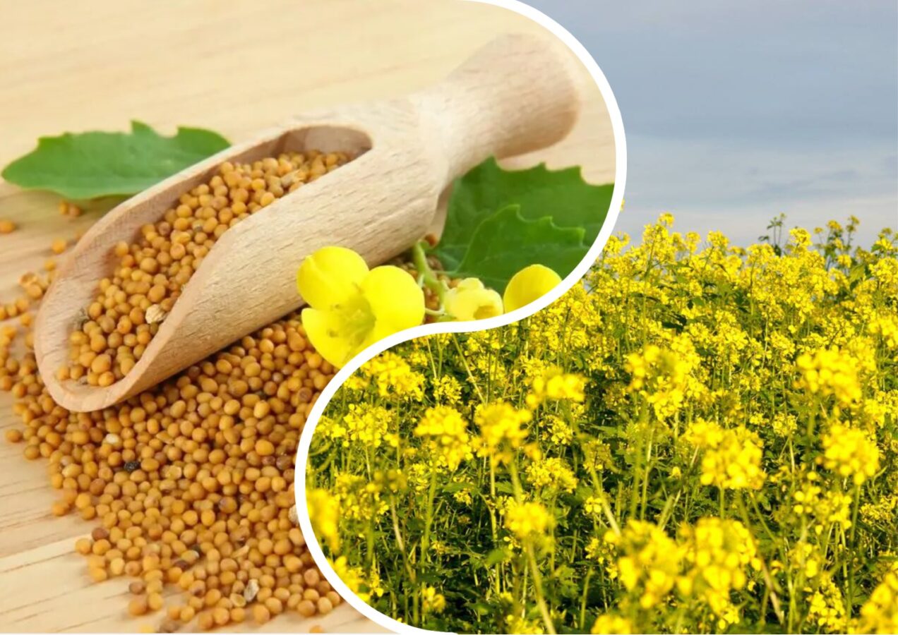 Городники розповіли, який сидерат посіяти восени на грядках