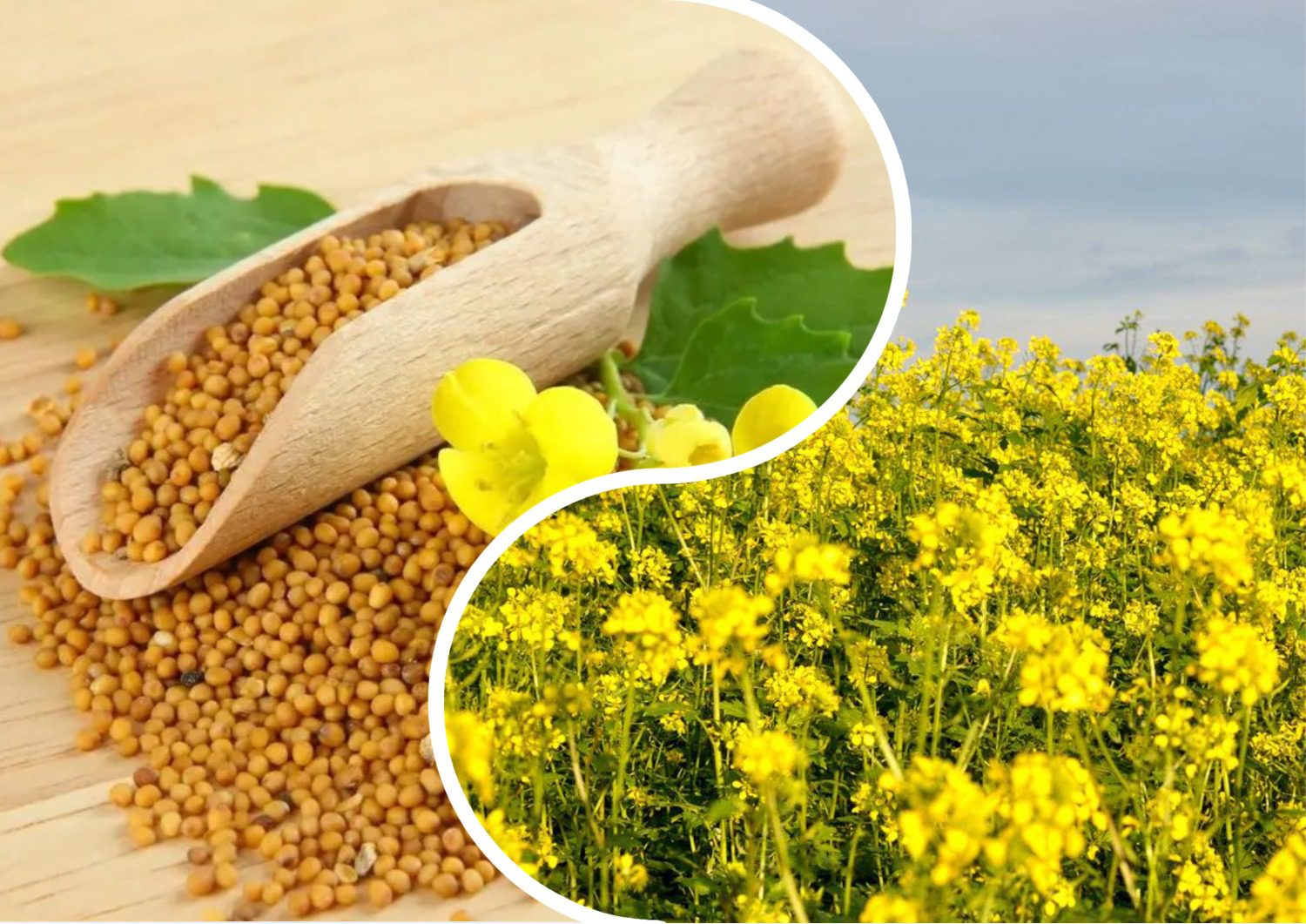 Городники розповіли, який сидерат посіяти восени на грядках