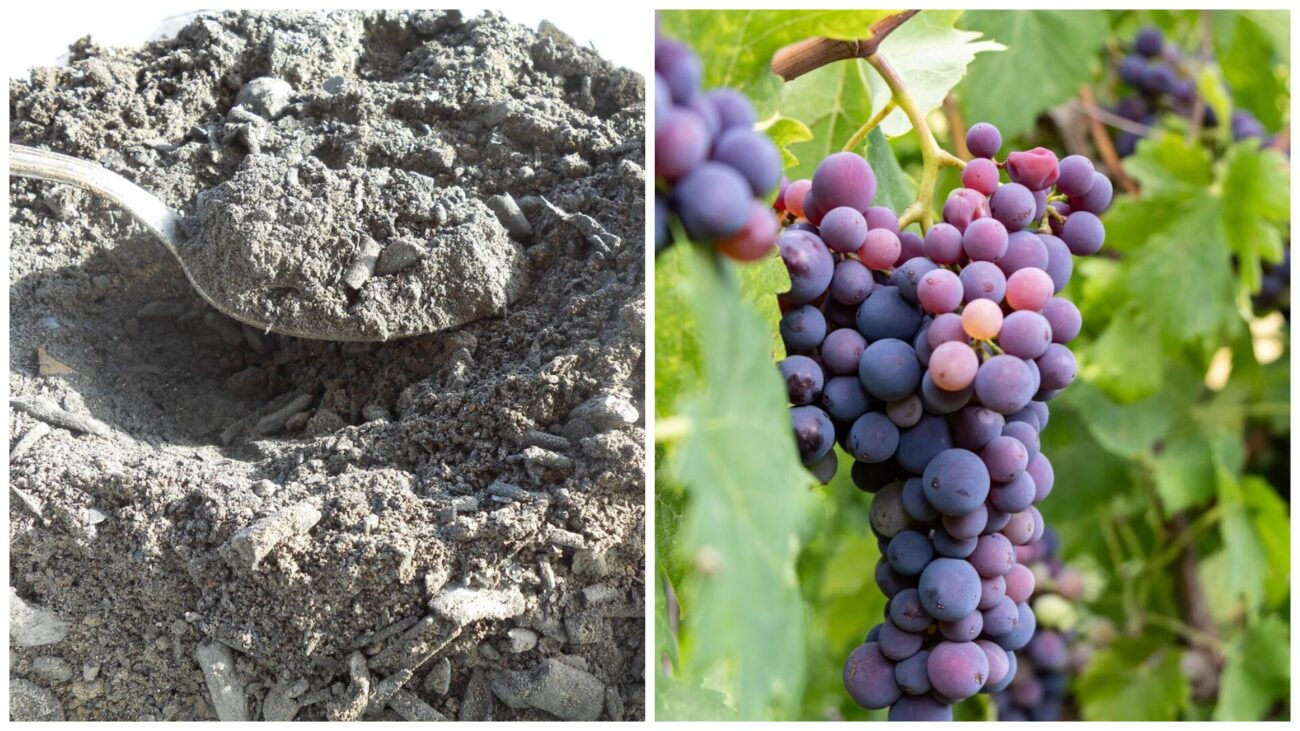 Садівники розповіли, чим підживити виноград у вересні